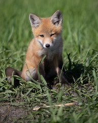 Young Baby Fox Playing in the Sun