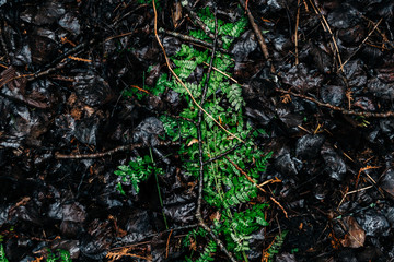 green moss on the ground