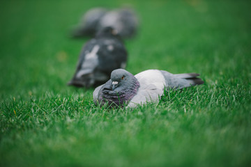 Dove lying on the lawn.