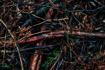 forest branches on the ground