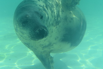 Fototapeta premium Swimming Seal