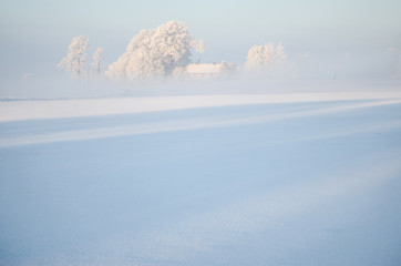 Snow covered trees with white sky and frost around