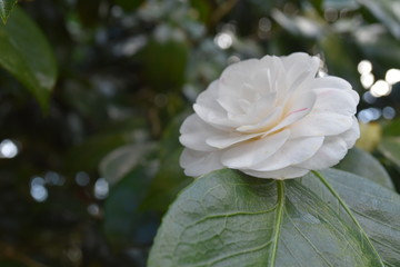 White Floribunda Rose