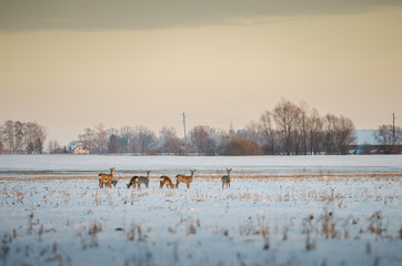 Snowy meadow field with horde of deer eating grass