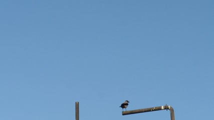 Crow take off from a pole during clear sky day.