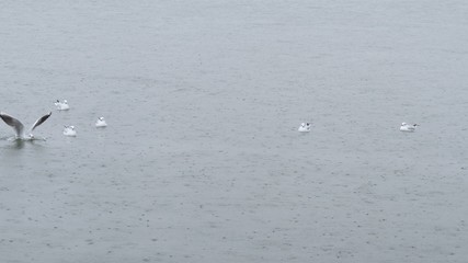 Seagulls swimming on the Raining sea water during rainy season.