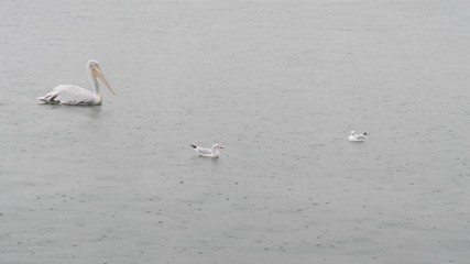 Seagulls and pelican sea birds swimming on the the rainy sea surface.