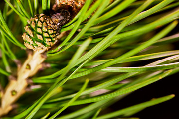 the bump grows on a branch of spruce color low light