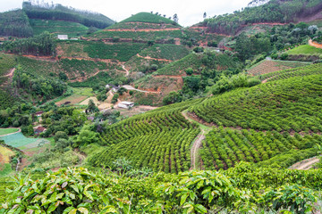 Fototapeta na wymiar Coffee plantations in the mountains of Espírito Santo, in Brazil