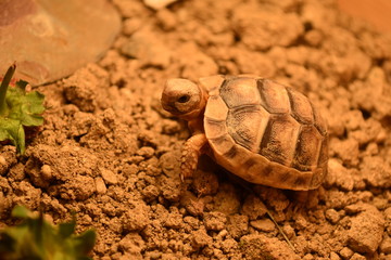Close up baby Tortoise