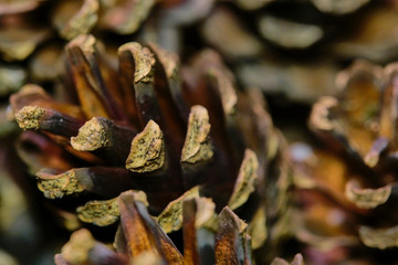 many lots of pine cones macro photo color