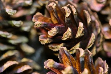 many lots of pine cones macro photo color