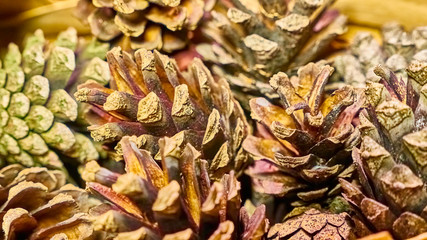 many lots of pine cones macro photo color