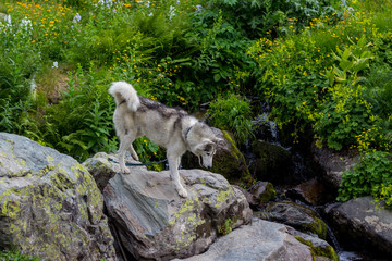 A Dog Drinking from a Stream