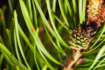 the bump grows on a branch of spruce color low light
