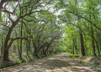 Peaceful dirt road under a canopy of oak trees dripping with Spanish moss
