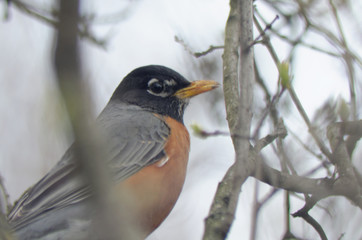 American Robin sitting in a tree