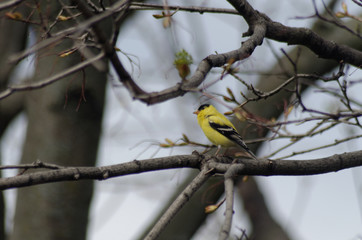 American Goldfinch sitting in a tree