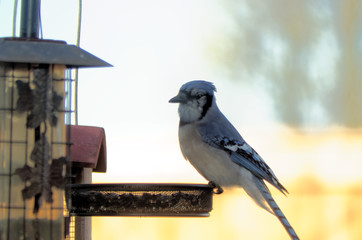 A Blue Jay at a backyard feeder