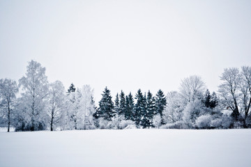 Snow covered trees with white sky and frost around
