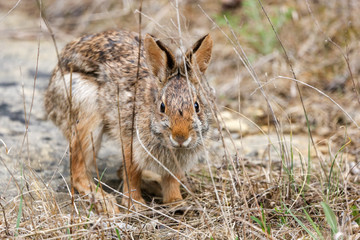 Cottontail rabbit