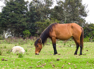 horse and dog eating together