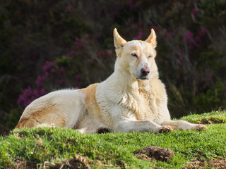 Fototapeta premium portrait of a dog