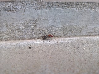 ant on the wall