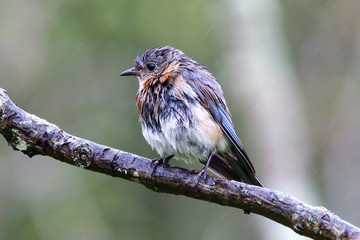 Female bluebird in the rain