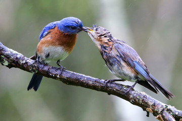Bluebird dinner