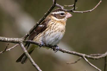 Rose breasted grosbeak