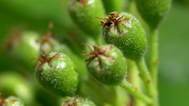 Unripe green Aronia fruits on branch (Melanocarpa) - (4K)