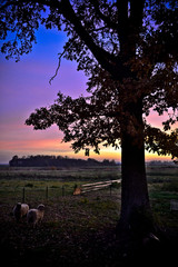 Sunset with old oak tree and two white sheep