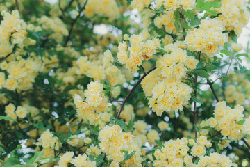 満開のモッコウバラ（縦）