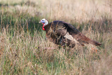 Wild turkey in field