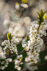 Cherry tree white blossoms in the spring