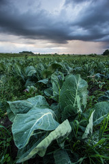Cabbage plant field with blue cloudy sky and rain