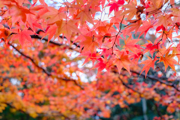 Kitano Tenmangu in Kyoto, Japan