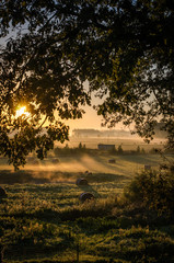 Fog over field with trees and bushes in morning