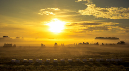 Fog over field with trees and bushes in morning