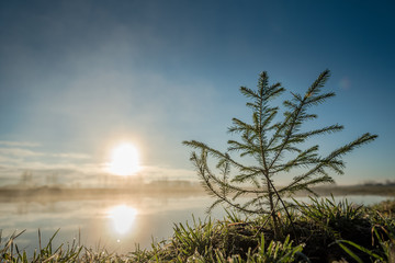 Sunrise with a small pine tree and blue sky