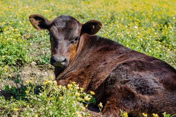Baby Bull Laying in Field