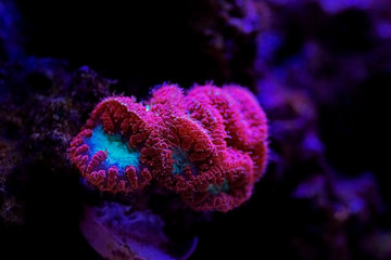 Blastomussa wellsi - Big Polyp Blastomussa LPS Coral
