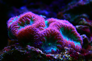 Blastomussa wellsi - Big Polyp Blastomussa LPS Coral
