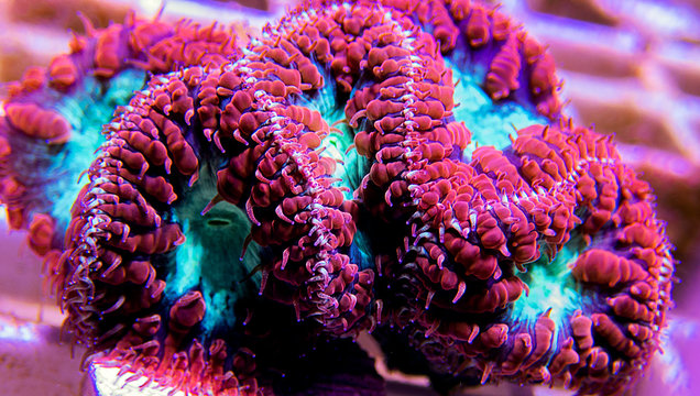 Blastomussa wellsi - Big Polyp Blastomussa LPS Coral
