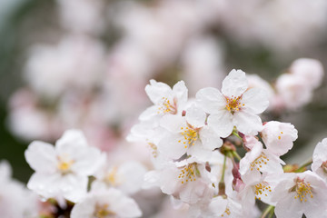 Fototapeta premium 花のボケをバックにソメイヨシノの花のアップ