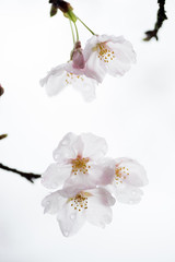 白バックのソメイヨシノの花と枝