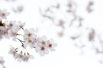 白バックのソメイヨシノの花と枝