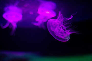 Jellyfish on aquarium