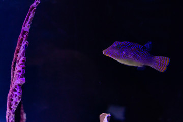 Blow fish on aquarium exhibition
